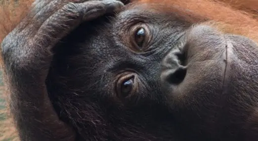 orangutan staring at the camera