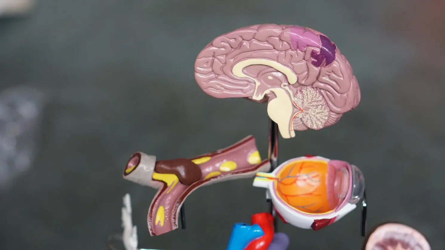 model brain