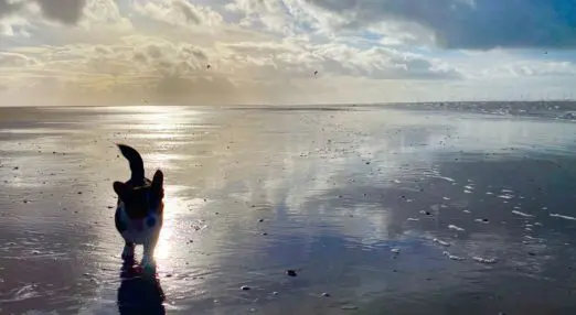 a corgi walking on a beach during a nine day fortnight friday off