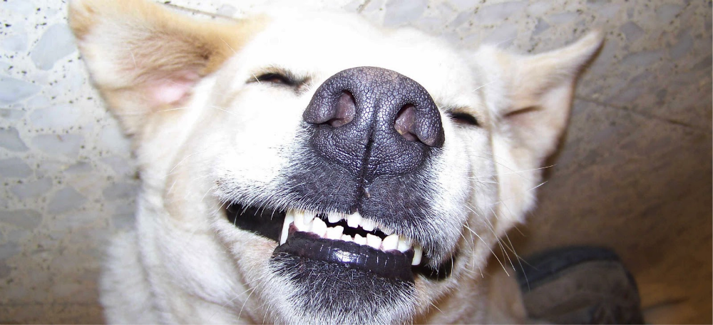 a dog smiling upside down
