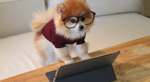 dog wearing glasses operating a tablet laptop