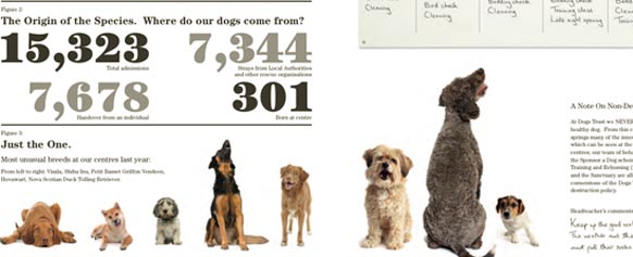screenshot of dogs trust statistics
