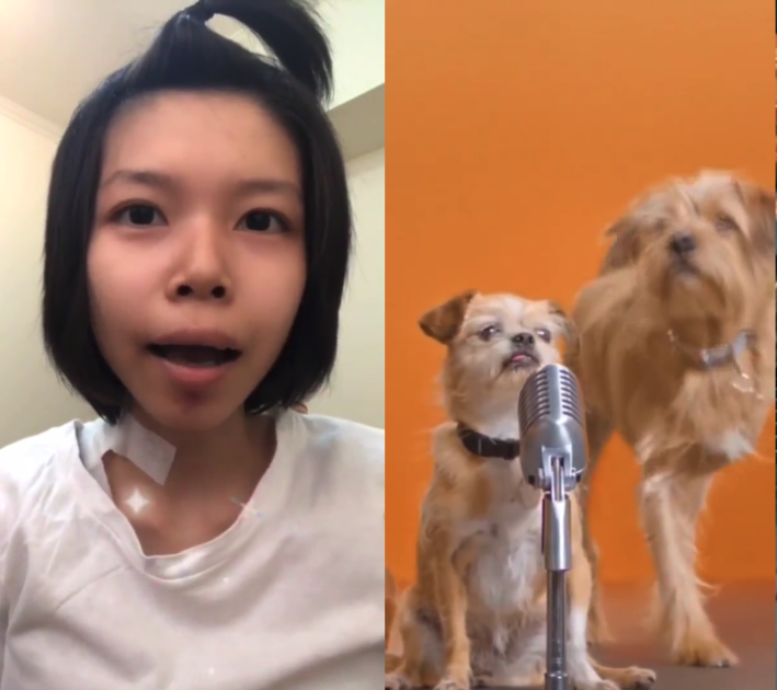 Half of the image shows a young girl with a bandaid on her neck. The other shows two dogs and a microphone